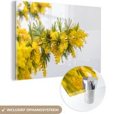MuchoWow® Glasschilderij 60x40 cm - Schilderij glas - Gele mimosa plant - Foto op acrylglas - Schilderijen