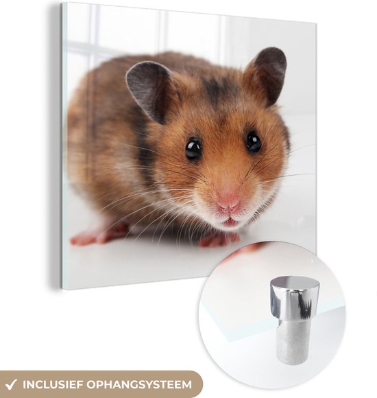 MuchoWow® Glasschilderij 90x90 cm - Schilderij acrylglas - Nieuwsgierige hamster - Foto op glas - Schilderijen