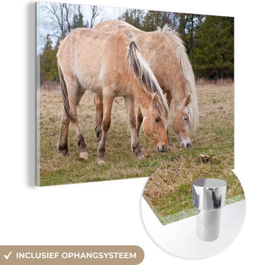 MuchoWow® Peinture sur verre 120x80 cm - Peinture sur verre acrylique - Deux chevaux du fjord au pâturage dans un champ d'herbe - Photo sur verre - Peintures