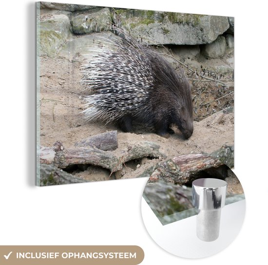 MuchoWow® Peinture sur Verre - Porc-épic à queue blanche - 150x100 cm - Peintures sur Verre Peintures - Photo sur Glas
