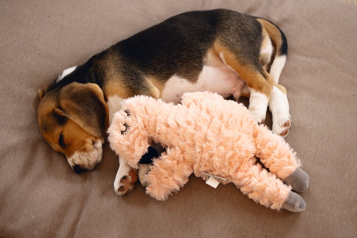 Beeztees Puppy Flamino - Puppy Speelgoed - Puppyknuffel - Hondenspeelgoed - Pluche - Roze - 30x21x5 cm thumbnail 2