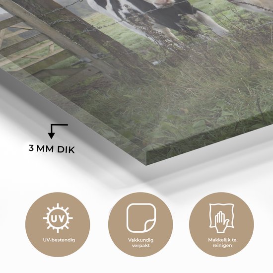 Deux jeunes vaches frisonnes derrière une clôture en fil de fer barbelé Plexiglas 30x20 cm - petit - Tirage photo sur verre (décoration murale en plexiglas)