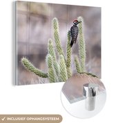 MuchoWow® Glasschilderij 80x60 cm - Schilderij acrylglas - Een grondspecht heeft uitkijk vanaf cactussen over de woestijn - Foto op glas - Schilderijen
