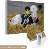 Joli veau d'une vache frisonne se trouve dans la paille Plexiglas 60x40 cm - Tirage photo sur Glas (décoration murale en plexiglas)
