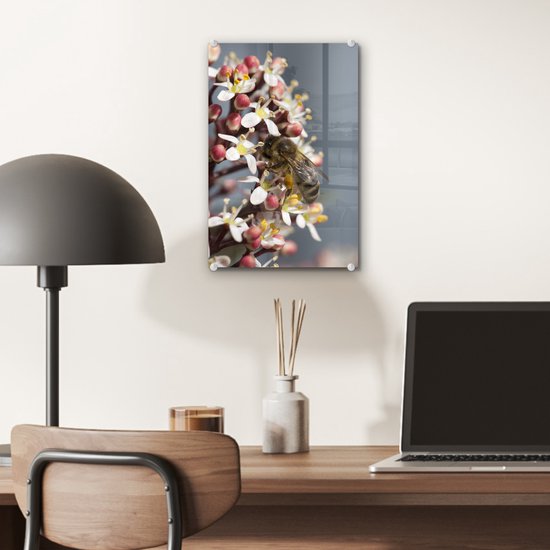 ® Glasschilderij 20x30 cm - Schilderij acrylglas - Honingbij op de skimmia bloem - Foto op glas - Muurdecoratie woonkamer - Wanddecoratie slaapkamer - Schilderijen