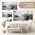 Overzicht van verschillende formaten zwart-wit glasafbeeldingen van een Schotse Hooglander.