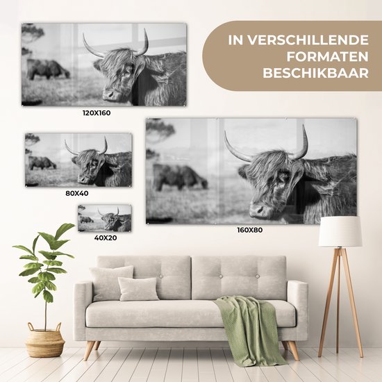Overzicht van verschillende formaten zwart-wit glasafbeeldingen van een Schotse Hooglander.