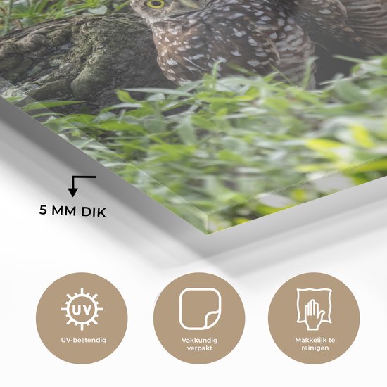 MuchoWow® Peinture sur verre 80x60 cm - Peinture sur verre acrylique - Deux chevêches des terriers devant leur tanière - Photo sur verre - Peintures