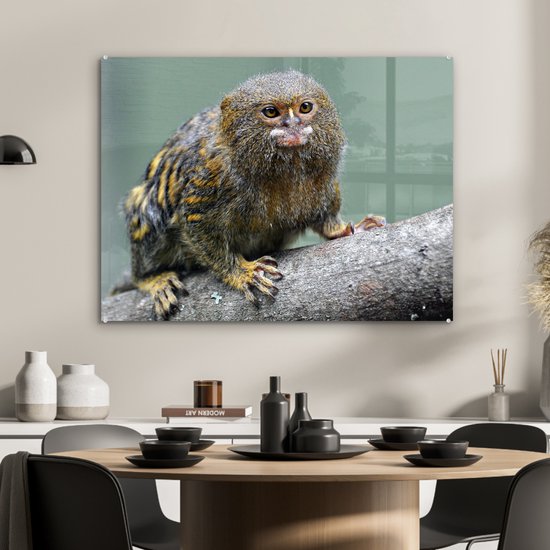 MuchoWow® Peinture sur Verre - Ouistiti Pygmée sur une branche - 80x60 cm - Peintures sur Verre Acrylique - Photo sur Glas