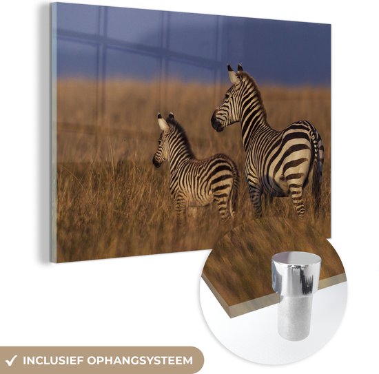 Glasschilderij - Moeder en baby zebra - Acrylglas Schilderijen - Foto op Glas