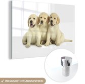 MuchoWow® Glasschilderij 120x80 cm - Schilderij acrylglas - Drie labrador puppy's - Foto op glas - Schilderijen