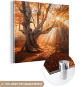 MuchoWow® Glasschilderij 90x90 cm - Schilderij acrylglas - Boom - Natuur - Herfst - Foto op glas - Schilderijen