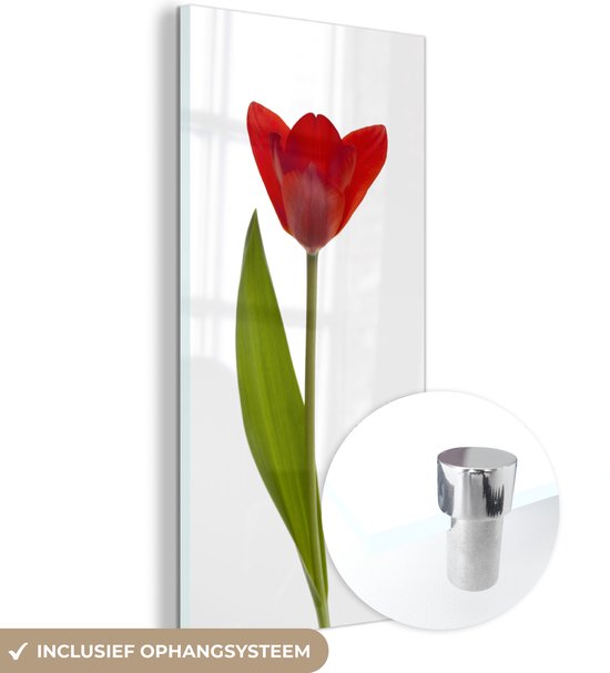 MuchoWow® Peinture sur verre 40x80 cm - Peinture sur verre acrylique - tulp rouge devant fond blanc - Photo sur verre - Peintures