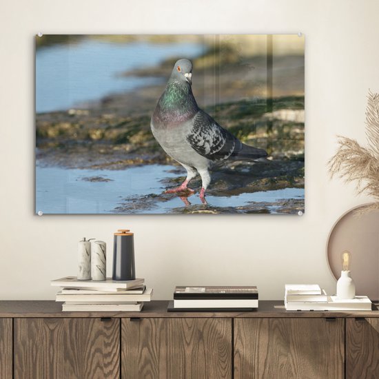Pigeon rocheux dans l'eau Plexiglas 60x40 cm - Tirage photo sur Glas (décoration murale en plexiglas)