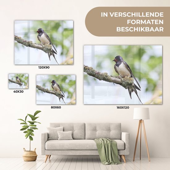Une hirondelle rustique pose sur une branche Plexiglas 80x60 cm - Tirage photo sur Glas (décoration murale plexiglas)
