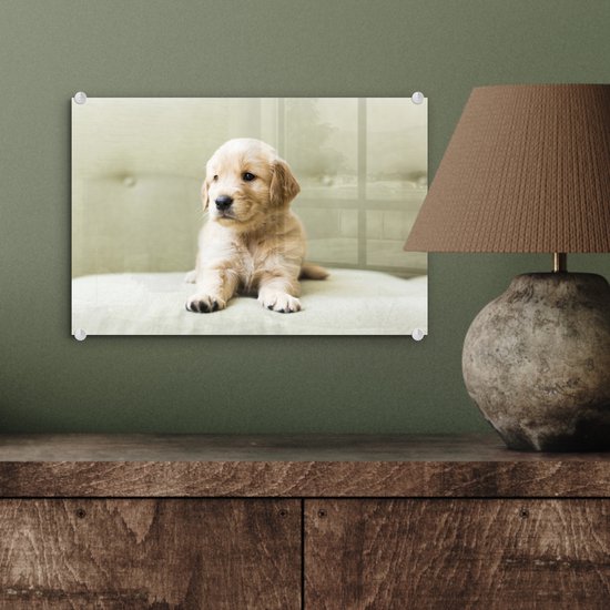 Chiot Golden Retriever allongé sur le canapé Plexiglas 30x20 cm - petit - Tirage photo sur Glas (décoration murale en plexiglas)