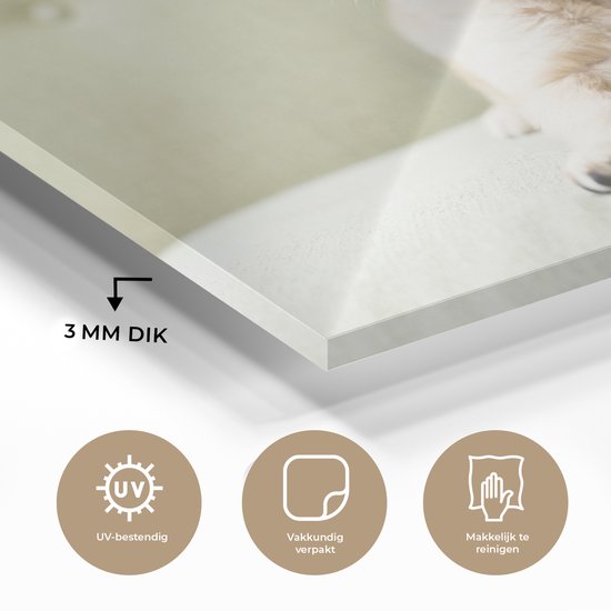 Chiot Golden Retriever allongé sur le canapé Plexiglas 30x20 cm - petit - Tirage photo sur Glas (décoration murale en plexiglas)