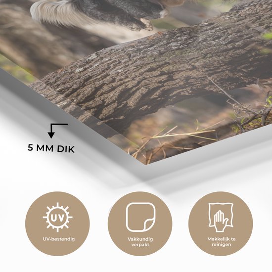 Un Border Collie noir et blanc sautant par-dessus une malle Plexiglas 160x120 cm - Tirage photo sur Glas (décoration murale plexiglas) XXL / Groot format!