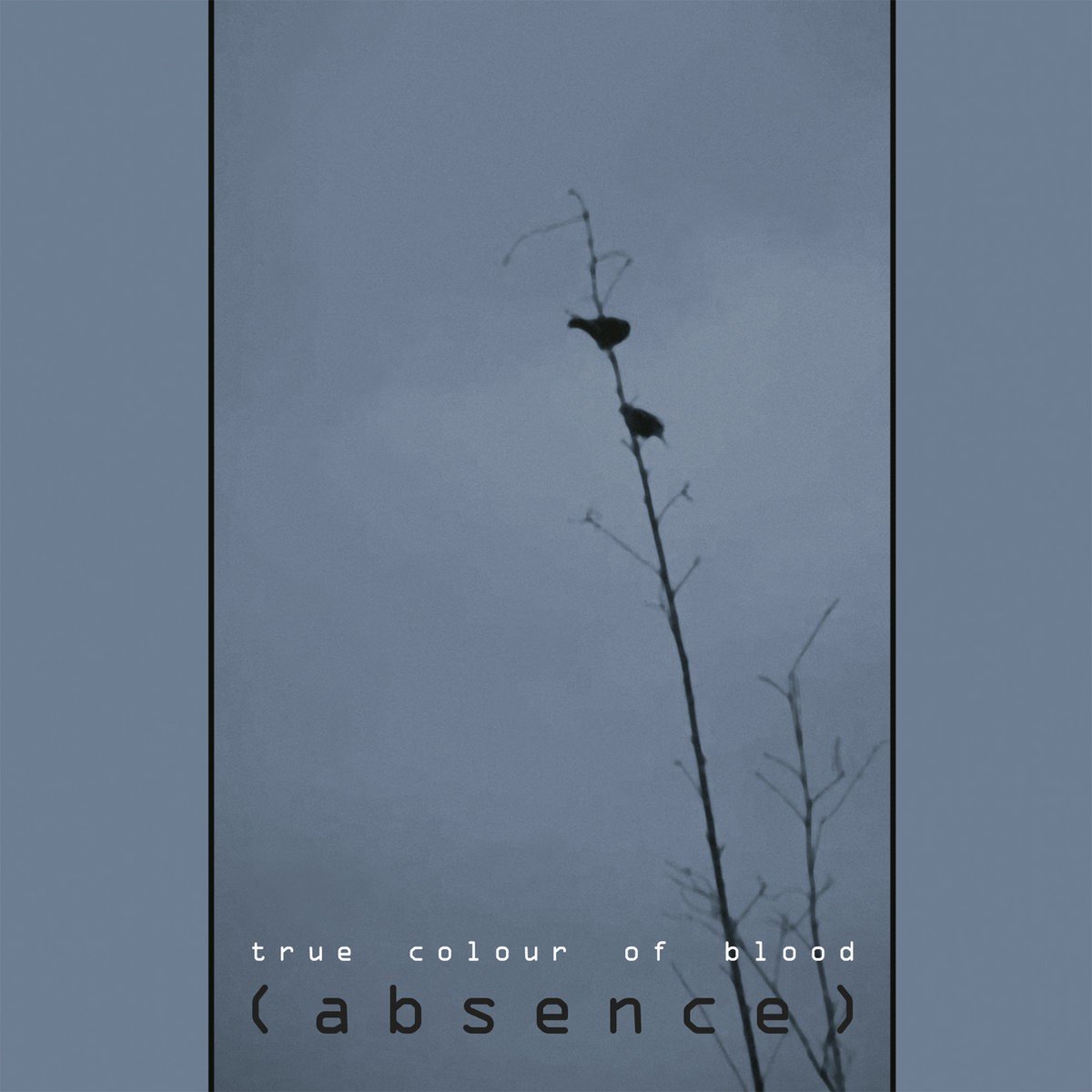 True Color Of Blood - (Absence) (CD)