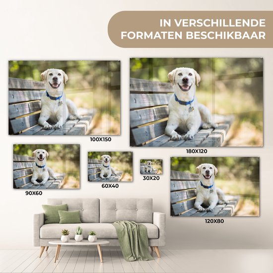 Labrador Retriever sur un banc Verre 120x80 cm - Tirage photo sur verre (Décoration murale en plexiglas)