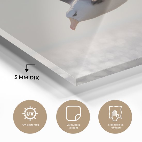 MuchoWow® Peinture sur verre 150x100 cm - Peinture sur verre acrylique - Albatros - Zwart - Vogel - Photo sur verre - Peintures