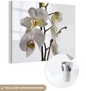 MuchoWow® Glasschilderij 40x30 cm - Schilderij acrylglas - Witte mot orchidee - Foto op glas - Schilderijen