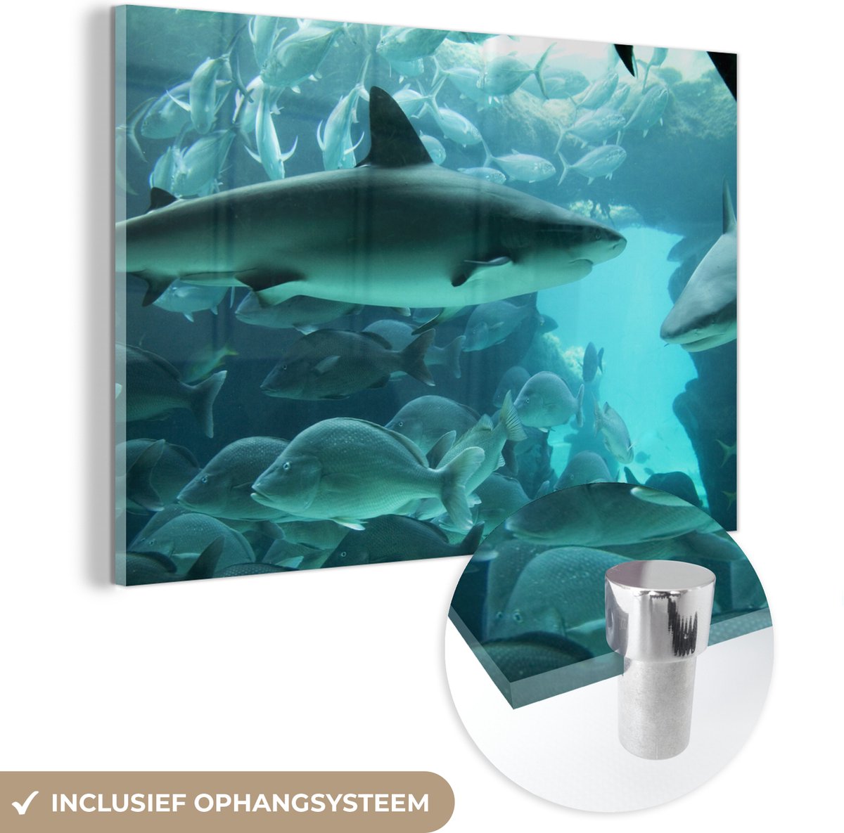® Glasschilderij 60x40 cm - Schilderij acrylglas - Grote haai in een aquarium - Foto op glas - Muurdecoratie woonkamer - Wanddecoratie slaapkamer - Schilderijen