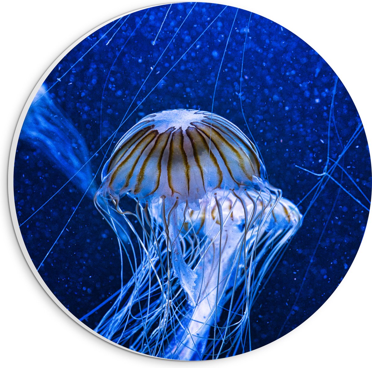 PVC Schuimplaat Muurcirkel - Wit met Bruine Kwallen Zwemmend in Aquarium - 20x20 cm Foto op Muurcirkel (met ophangsysteem)