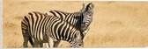 Acrylglas - Zebra Duo door Droog Gras Landschap - 60x20 cm Foto op Acrylglas (Met Ophangsysteem)