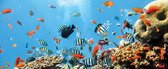Fotobehang Sea Ocean Fish Corals  | PANORAMIC - 250cm x 104cm | 130g/m2 Vlies