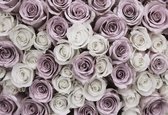 Fotobehang Roses Flowers Pink White | XXL - 312cm x 219cm | 130g/m2 Vlies