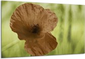 Peinture sur toile Poppy | Marron, vert, noir | 120x70cm 1Hatch