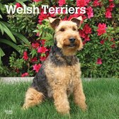Welsh Terriers Kalender 2019