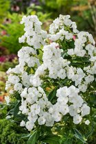 3 stuks | Phlox (P) Sweet Summer Snow P11 cm