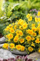 3 stuks | Helianthemum 'Golden Queen' P9 cm