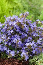 3 stuks | Campanula poscharskyana 'Stella' P9 cm