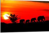 Dibond - Silhouet van Familie Olifanten Lopend over Afrikaans Landschap - 105x70 cm Foto op Aluminium (Met Ophangsysteem)