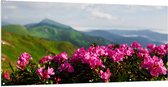 Tuinposter – Roze Bloemenstruik met Uitzicht over Berggebied - 200x100 cm Foto op Tuinposter (wanddecoratie voor buiten en binnen)