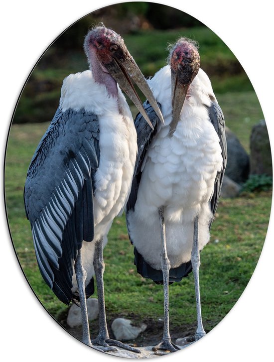 Dibond Ovaal - Duo Afrikaanse Maraboe Vogels op Stenen in Groen Grasveld - 51x68 cm Foto op Ovaal (Met Ophangsysteem)