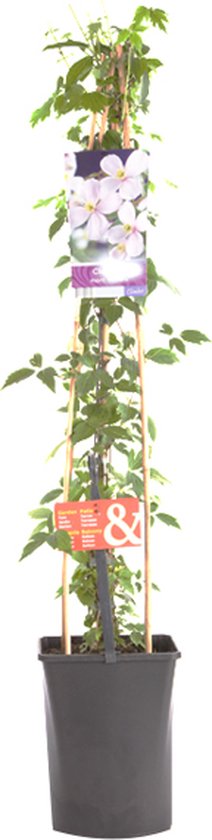 2 x Lilas de Chine 'Palibin' - Syringa Meyeri 'Palibin' - 40-60 cm pot