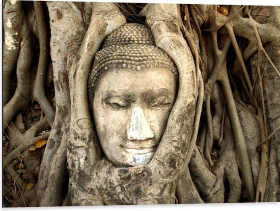 Dibond - Boeddha Beeld Verwikkeld in Wortels van Grote Oude Boom - 80x60 cm Foto op Aluminium (Met Ophangsysteem)