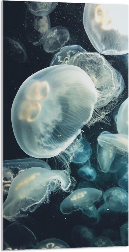 WallClassics - Acrylglas - Zee van Kwallen in de Zee - 50x100 cm Foto op Acrylglas (Met Ophangsysteem)