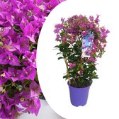 Plant in a Box - Bougainvillea 'Alexandra' - Paarse bladeren - Klimplant - Tuinplant - Pot 17cm - Hoogte 50-60cm