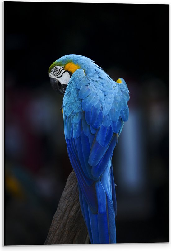 Dibond - Achteraanzicht van Opzijkijkende Blauwe Ara Papegaai - 40x60 cm Foto op Aluminium (Met Ophangsysteem)
