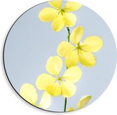 Dibond Muurcirkel - Gele Bloemen met Grijze Achtergrond - 40x40 cm Foto op Aluminium Muurcirkel (met ophangsysteem)