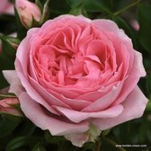 Kordes Feeërieke roos - Rosa 'Rosenfee'® - Plant-o-fix 20-30 cm