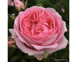 Kordes Feeërieke roos - Rosa 'Rosenfee'® - Plant-o-fix 20-30 cm