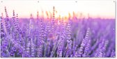 Schuttingposter Lavendel - Close-up - Paars - Bloemen - 200x100 cm - Tuindoek