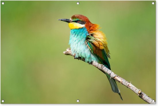 Tuinposter – Vogel – Dieren – Takken – Oranje – Blauw – 120×80 cm – Tuindoek – Wanddecoratie – Tuindecoratie
