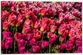 Dibond - Dicht begroeid Bloemenveld vol Roze Tulpen - 60x40 cm Foto op Aluminium (Met Ophangsysteem)
